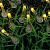 INBLOOM Гирлянда на солн.батарее Капля, 25LED, 7м, шампань, 2 реж, ПВХ зел, 2V80mA, 1.2V600mAh