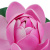 Кувшинка декоративная для пруда тм INBLOOM, d10.5 см, ПВХ